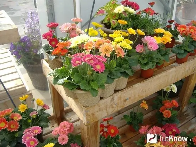 Flor de gerbera