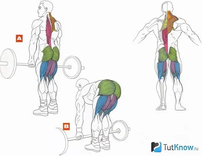 Muscles impliqués dans la traction sur les jambes droites