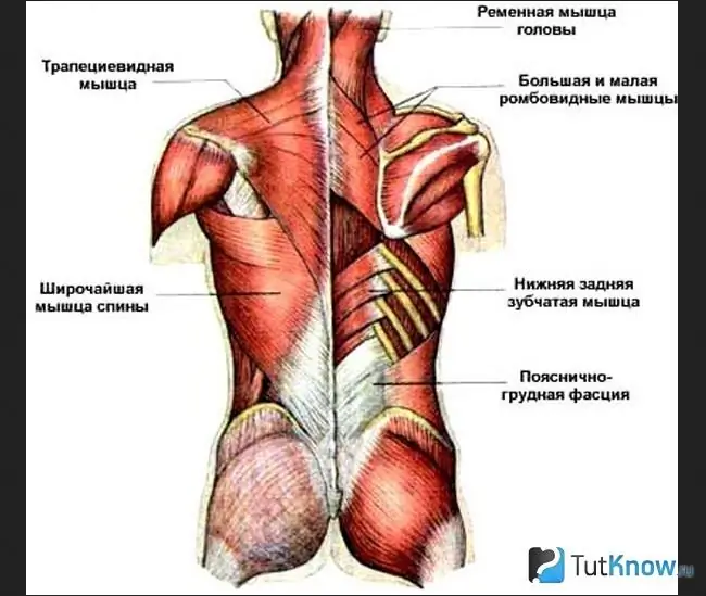 A hátizmok diagramja