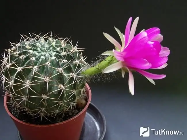 Cactus Lobivia en una maceta