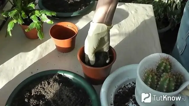 Preparando una maceta para un cactus lobivia