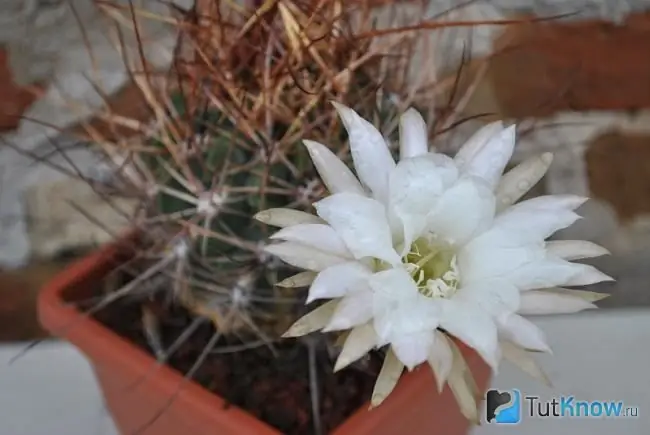 Fleur de cactus lobivia blanc