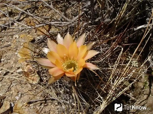 Cactus Lobivia en estado salvaje