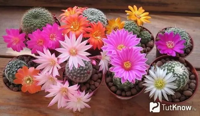 Cactus lobivia en fleurs