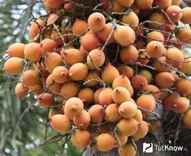 Comment poussent les fruits du palmier pêcher