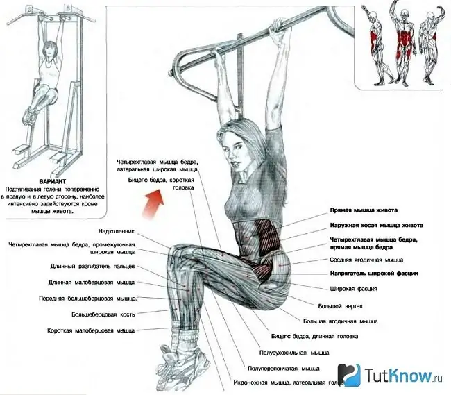 Muscles impliqués dans la levée des genoux pendant la pendaison