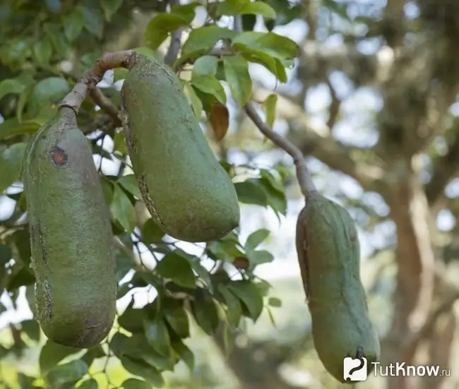 Jinsi matunda ya jatoba yanakua